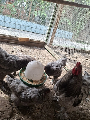 Brahmas zu verkaufen 