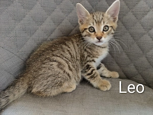 Zauberhafte Main-coon-mix Kitten suchen ein liebevolles Zuhause