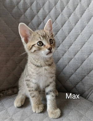 Zauberhafte Main-coon-mix Kitten suchen ein liebevolles Zuhause