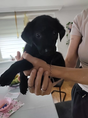 hunde Welpen zu verkaufen 