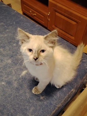 Ragdoll sowie Ragdollmixe 