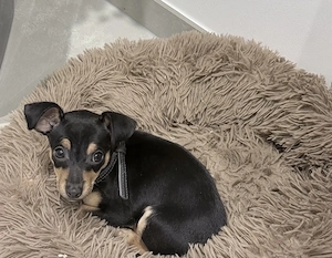 Zwerg Pinscher 