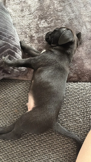 Labradormix 