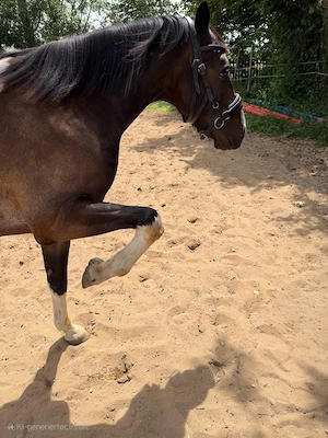   SUCHE    Pony bis Kleinpferd 