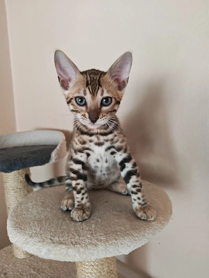 Bengalkatzen