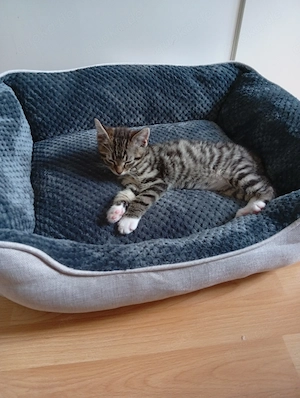 Babykatzen junge und mädchen 