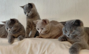 süße BKH Kitten