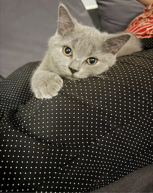     BKH Kitten Jungen in Blue   liebevoll aufgezogen