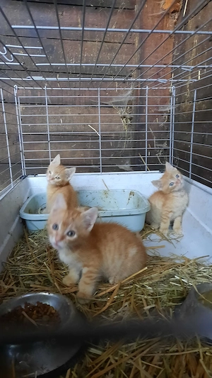 Babykater vom Bauernhof 