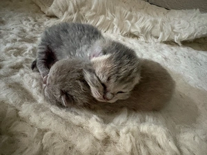 BKH Kitten Britisch Kurzhaar noch 2 stk verfügbar 