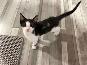 Babykatzen