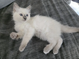 Heilige Birmakitten, Birmakätzchen 