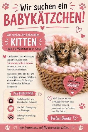Suchen Baby Katze Kater