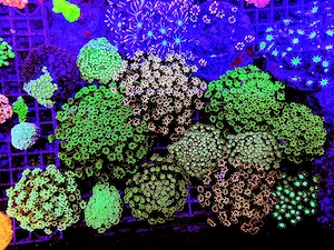 A. echinata, LPS, SPS,Goniopora, Korallen, Ableger,Acropora, Alveopora,Favia Bild 8