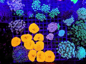 A. echinata, LPS, SPS,Goniopora, Korallen, Ableger,Acropora, Alveopora,Favia Bild 5