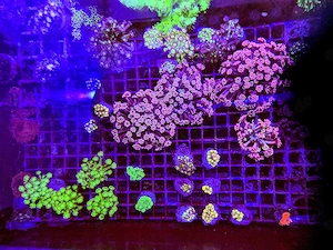 A. echinata, LPS, SPS,Goniopora, Korallen, Ableger,Acropora, Alveopora,Favia Bild 6