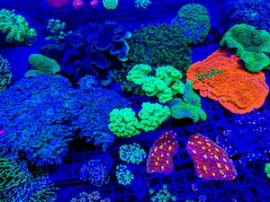 LPS, SPS,Korallen,Ableger,holy grail 24k, golden torch,Euphyllia,NY knicks.  Bild 10