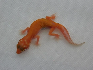 0.1 WY RAPTOR Weibchen | Leopardgecko Weibchen Nachzucht | Eublepharis macularius