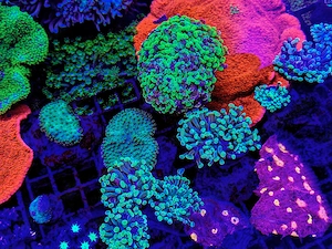 LPS, SPS,Korallen,Ableger,holy grail 24k, golden torch,Euphyllia,NY knicks.  Bild 9
