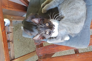 3 Junge Katzen zu verkaufen 