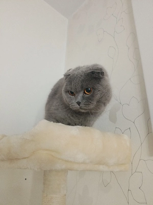 Schottische Faltohrkatze 