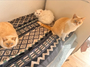2BKH 1 Perser 1 elektrische katzen Klo 