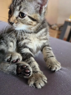 Maine Coon Mix Kitten 