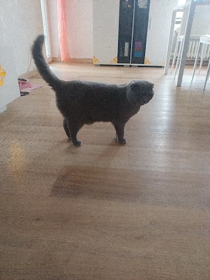 Schottische Faltohrkatze 