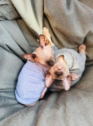 Sphynx kitten Jungen und Mädchen verfügbar