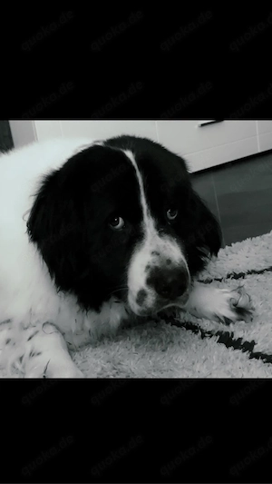 Landseer-Rüde, 4 Jahre, sucht ein ruhiges neues Zuhause