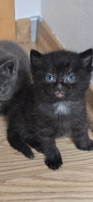 Katzenbaby babykatzen