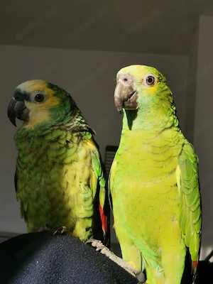 Blaustirn Amazonen 7 und 8 Jahre alt