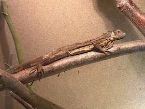 grüner leguan