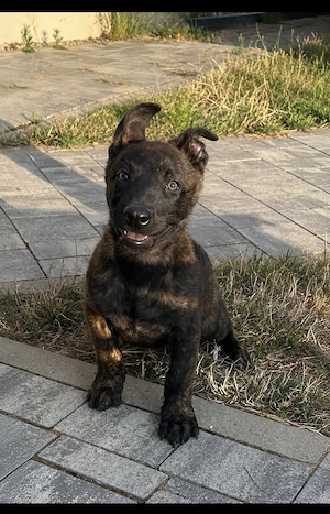 Holländischer Schäferhund