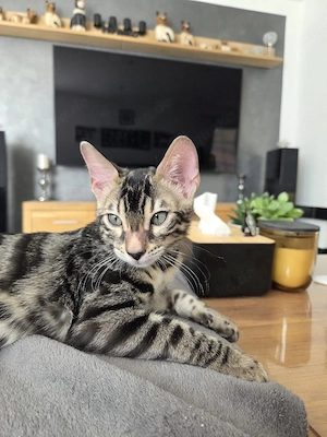 Bengalkitten Sofort ABGABEBEREIT 