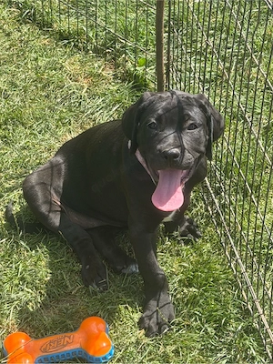 4 cane corso - xl bully welpen abgabe bereit