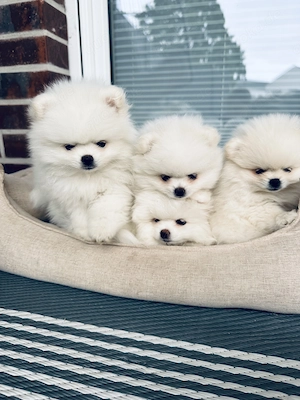 Zwergspitz Pomeranian Boo welpe