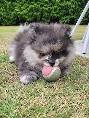 Pomeranian Zwergspitz Pomchi Chihuahua Welpen 