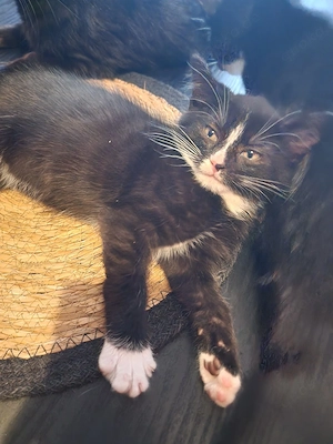 kitten in Liebevolle hände abzugeben 