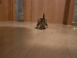 Katzenbaby babykatze