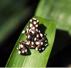 Dendrobaten, Oophaga, Ranitomeya, Phyllobates, Laubfrosch 