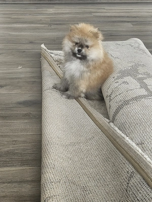 Süßer Pomeranian Rüde sucht ein liebevolles Zuhause!