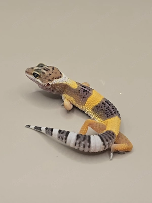 Leopardgecko TSM Black Night Mandarin Tangerine het Tremper 