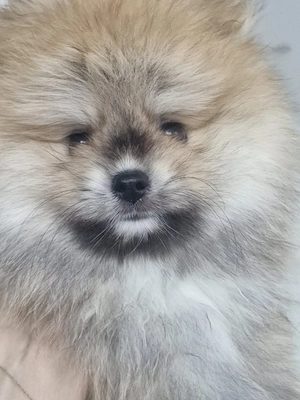 Süßer Pomeranian Rüde sucht ein liebevolles Zuhause!