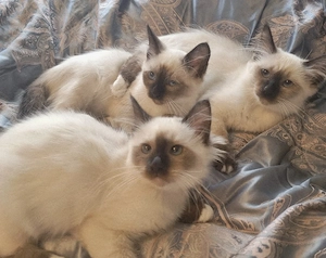 Heilge Birma Kitten  Angebot 