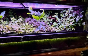 Paludarium
