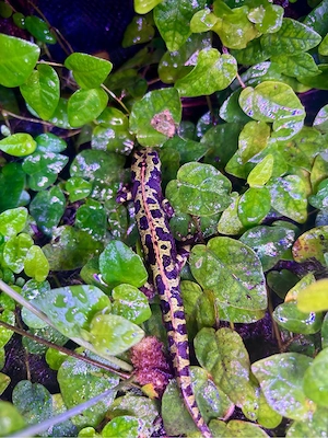 Triturus marmoratus