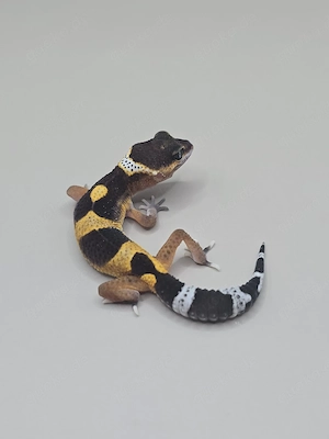 Leopardgecko TSF 