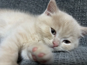 bkh kitten 