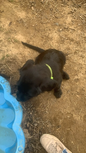 2 Labrador mix Welpen 